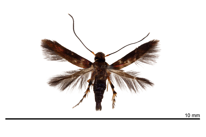 Cuprina insolita
